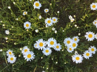 field of daisies