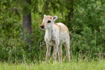 Little reindeer calf standing by the road © Kersti Lindström