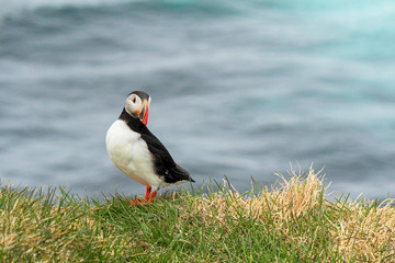 Atlantic Puffin posing at the Shore of Latrabjarg, Iceland