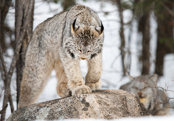 Canadian lynx in the wild