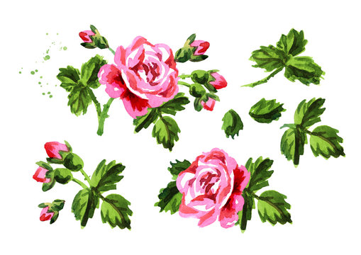 Vintage decorative rose flowers set. Hand drawn watercolor illustration isolated on white background