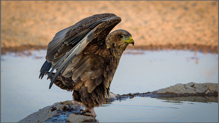 Juveile Bateleaur eagle at water hole