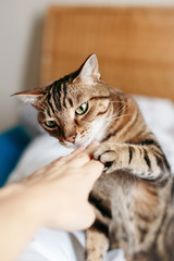 Beautiful tabby pet cat sniffing human hand palm. Relationship of owner and domestic feline animal. Adorable furry kitten friend. Friendship of a human and cat.