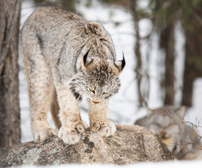 Canadian lynx in the wild