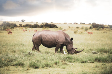 Grazing rhinoceros in fynbos South Africa