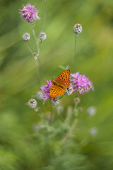 Orange butterfly on a flower on a summer day. Soft selective focus, blurred background, shallow depth of field. Toned image.