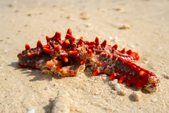 Close-up of dead starfish Red knob sea star (Red spine star, African sea star, latin: Protoreaster linckii) laying in a sand on the beach of Zanzibar.