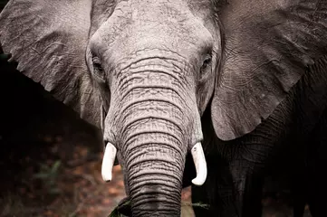 Foto op Plexiglas Een dramatisch portretbeeld van een olifant op safari in Zuid-Afrika. © Hussmann