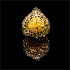 Gooseberry pod in color against a black back ground with reflection