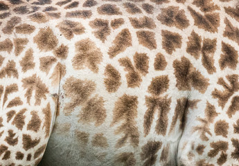 Close up pattern of giraffe fur
