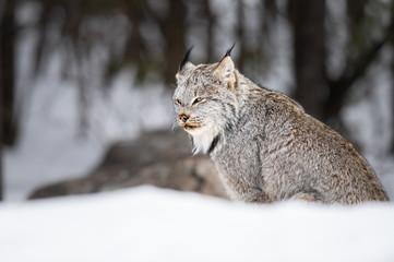Canadian lynx in the wild