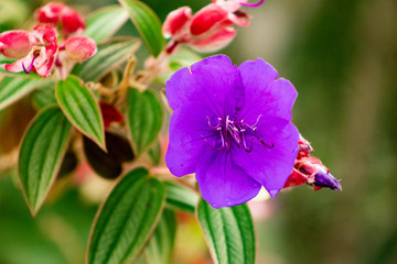 Obraz premium Flores