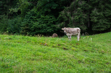 Fototapeta premium Yooung cows grazing on an alpine pasture in the Austtria in summer.
