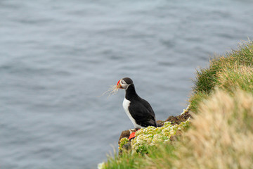 Atlantic Puffin posing at the Shore of Latrabjarg, Iceland