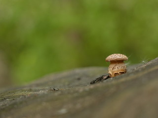Tiny mushroom on a felled tree trunk