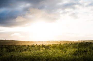 Fototapeta premium Zebra in fynbos against a dramatic sky at sunset in backlight in South Africa