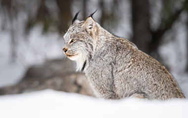 Canadian lynx in the wild