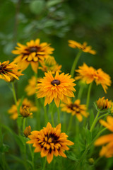 Rudbeckia blossoms on a summer day. Selective soft focus, shallow depth of field.