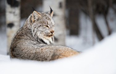 Canadian lynx in the wild