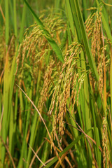 Fototapeta premium Longji Rice Terraces