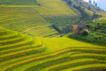 Longji Rice Terraces