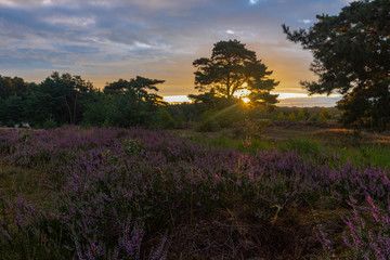 A sunrise at the National park Brunssumerheide in het Netherlands, which is in a warm purple bloom during the month of August.