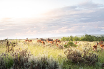 Naklejka premium Herd of impalas and wildebeest in fynbos against a dramatic sky at sunset in the backlight in South Africa