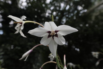 Fototapeta na wymiar magnolia flower in spring