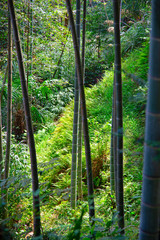 Longji Rice Terraces