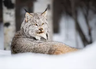 Fotobehang Canadese lynx in het wild © Jillian