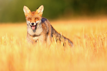 Red fox (Vulpes vulpes) on a freshly mown stubble.Portrait of a young fox on a field in a yellow stubble.