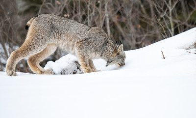 Canadian lynx in the wild