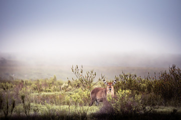 Female waterbuck in the mist at sunrise in the fynbos in South Africa