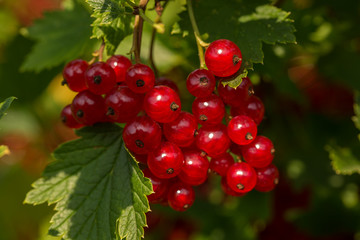 Berries of red currants on the bushes on a summer sunny day close-up. Selective focus.