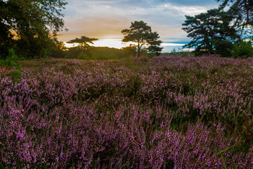 A sunrise at the National park Brunssumerheide in het Netherlands, which is in a warm purple bloom during the month of August.