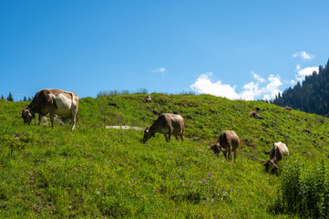 Mountain cows grazing on an alpine pasture in the Austtria in summer.