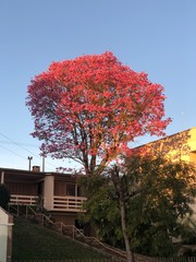 pink tree Brazil Ipe Ype ipê rosa