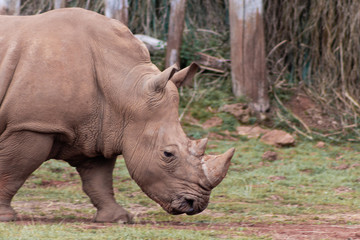 Obraz premium Cabárceno, la envidia cántabra. Destino idóneo para los amantes de los animales, parada obligatoria para familias, parejas y demás que deseen contemplar esta belleza natural.