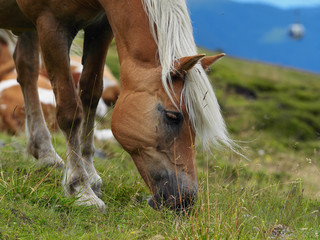 Naklejka na ściany i meble Wild blonde horse over mountain high pathway