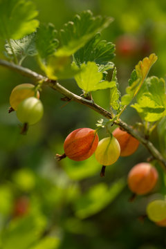 Ripe gooseberry on the bushes on a summer sunny day. Selective focus, close-up.