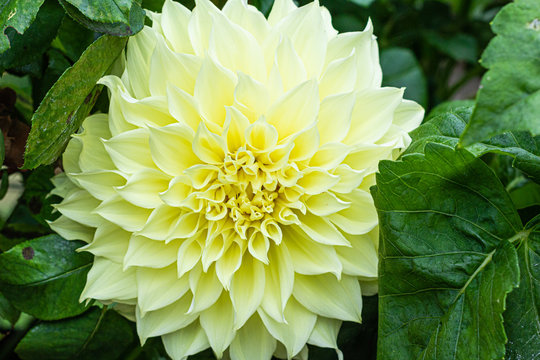 「Saja」の画像 586 件の Stock 写真、ベクターおよびビデオ Adobe Stock