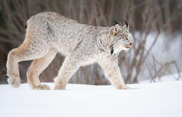 Canadian lynx in the wild