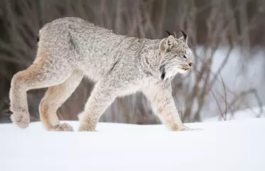 Muurstickers Canadian lynx in the wild © Jillian