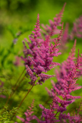 Astilbe pink, purple summer day. Selective soft focus, blurred background. 