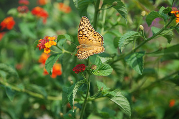 Golden Yellow Butterfly on lantana
