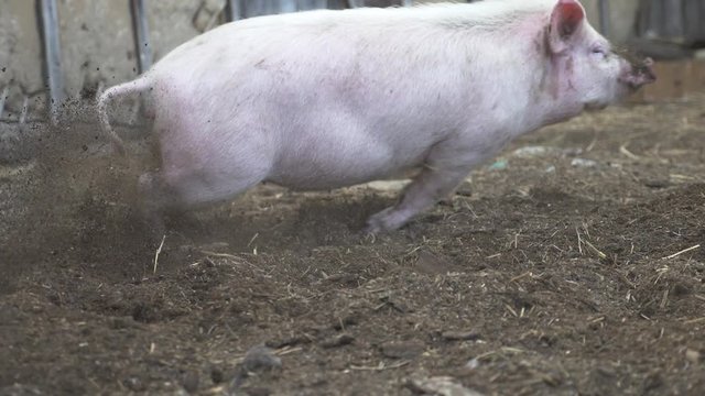 Funny, curious domestic pigs run around in the barnyard, digging manure with their nose, looking for food. Family business, agricultural farm.