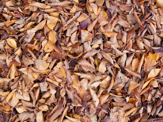 background of autumn yellow foliage
