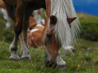 Wild blonde horse over mountain high pathway