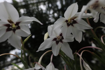 Obraz premium white magnolia flowers