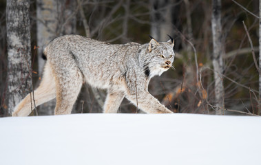 Canadian lynx in the wild